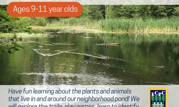 Adventures at Avalon Pond (9-11 yrs)