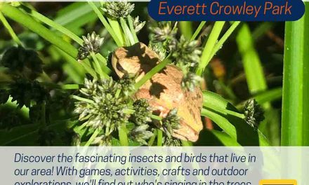 Bugs, Birds and Beyond (6-8 yrs)